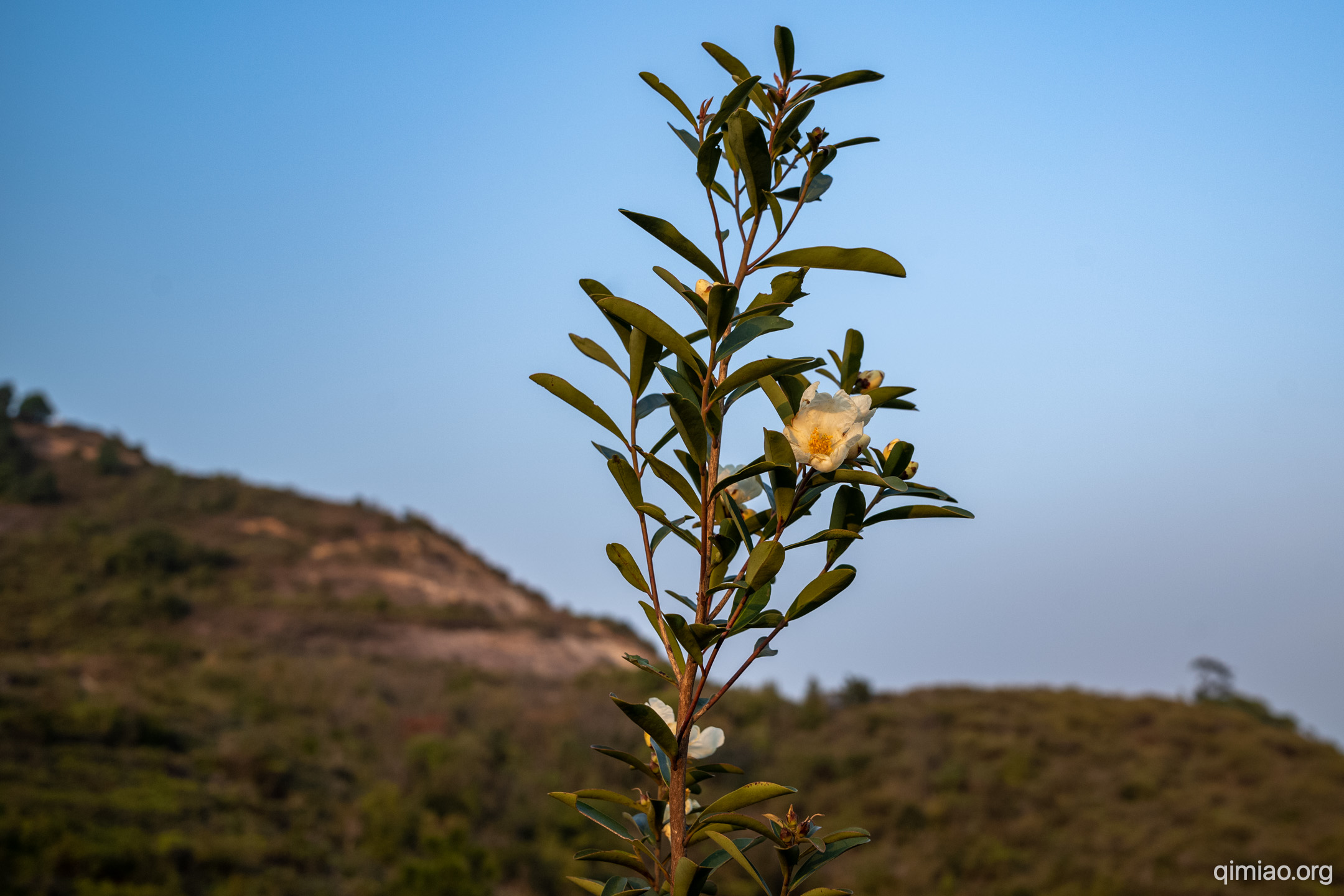 黄昏的大头茶, 开在山腰上