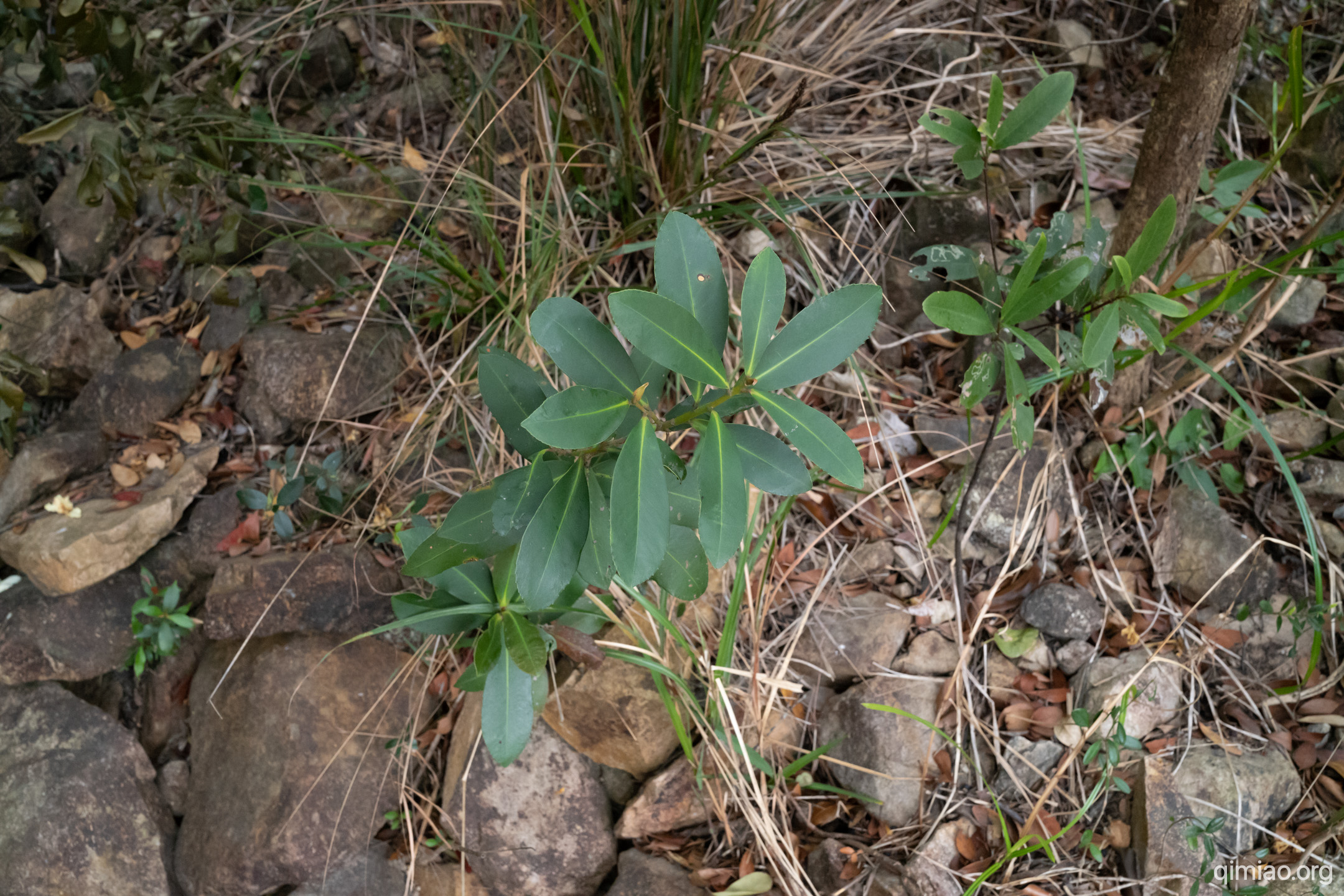 一颗小大头茶树苗,长在山溪旁