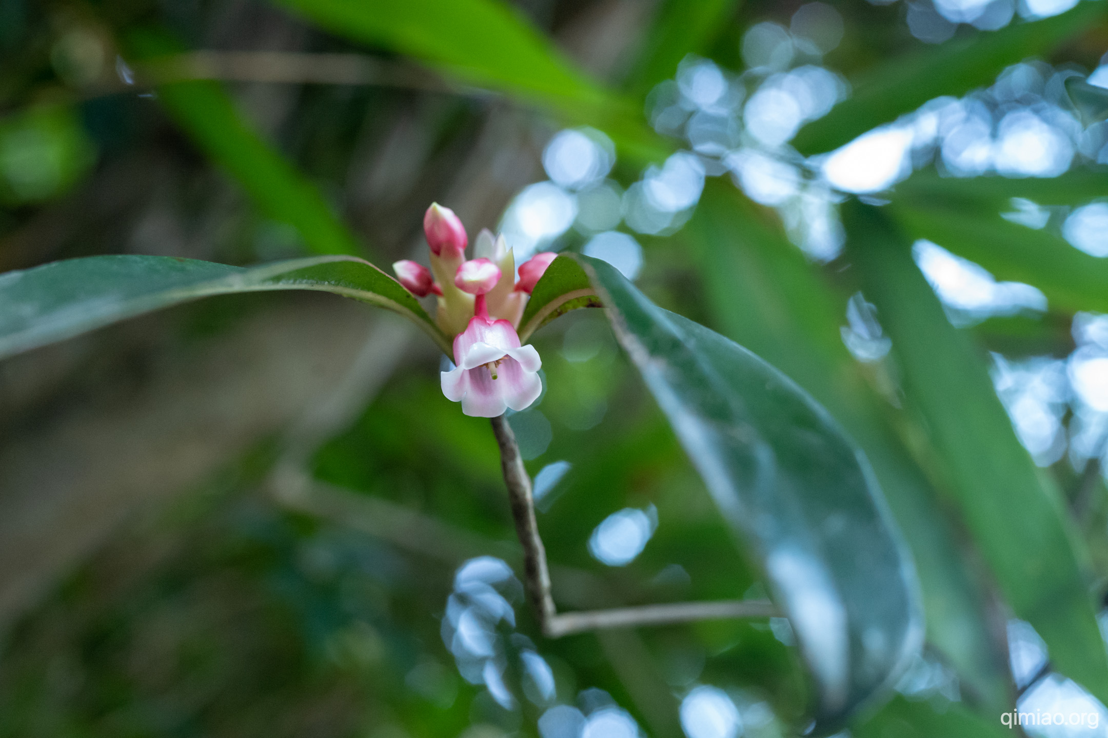 难怪叫吊钟花