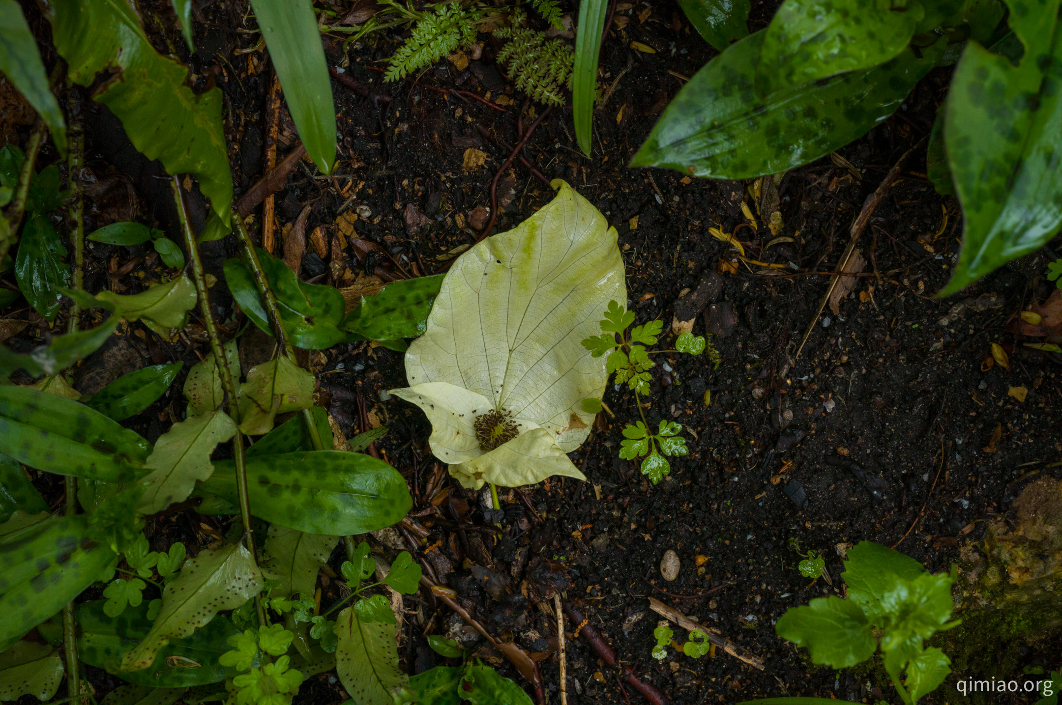 4月初巴黎植物园的珙桐完全绽放了,已经有一朵掉在地上