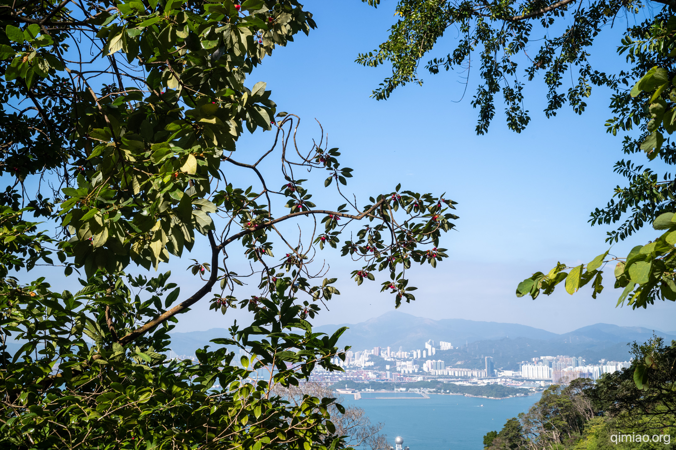 港岛的悬崖上开放的红花荷, 背景是九龙