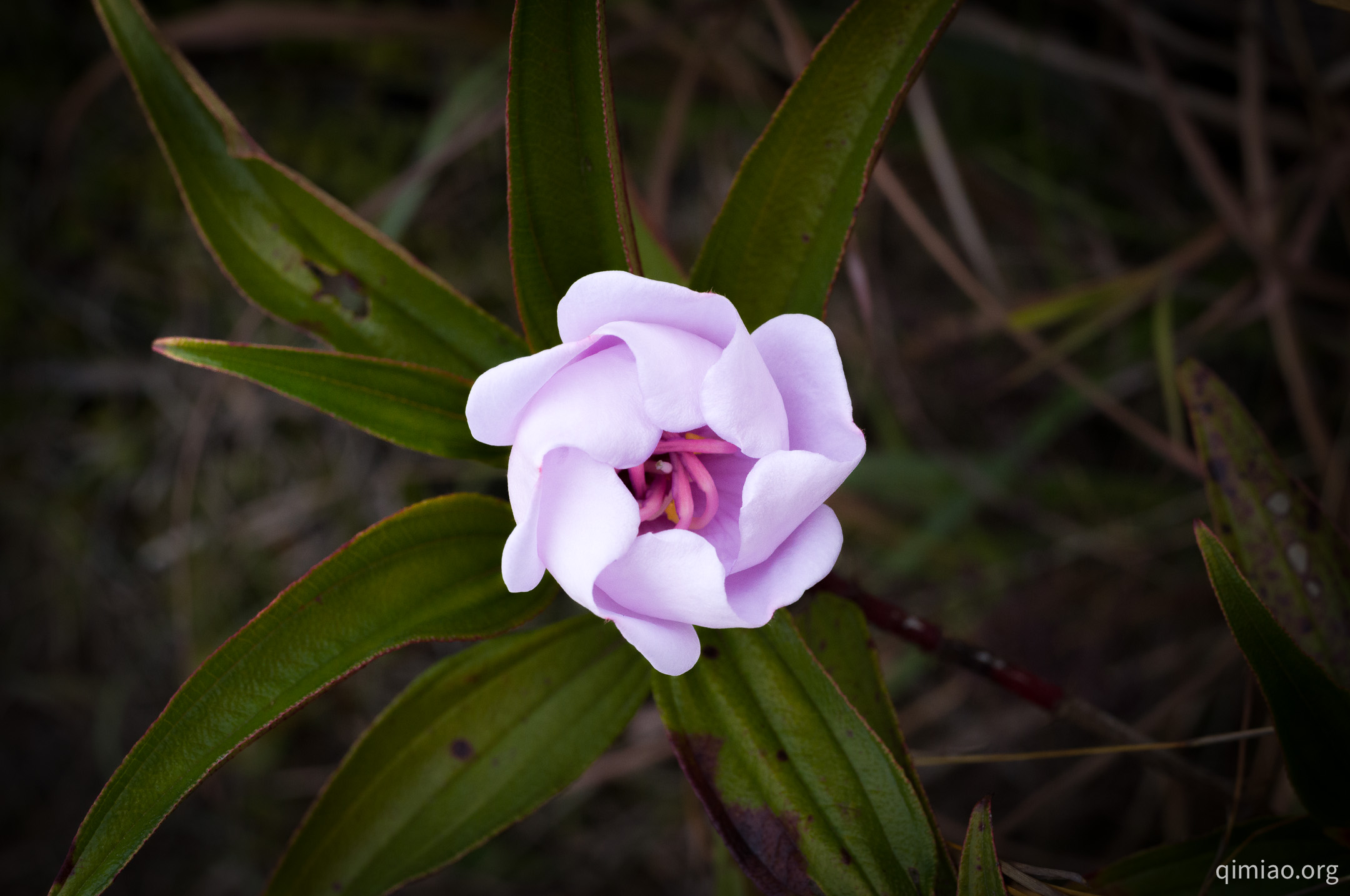 螺旋对称的花朵