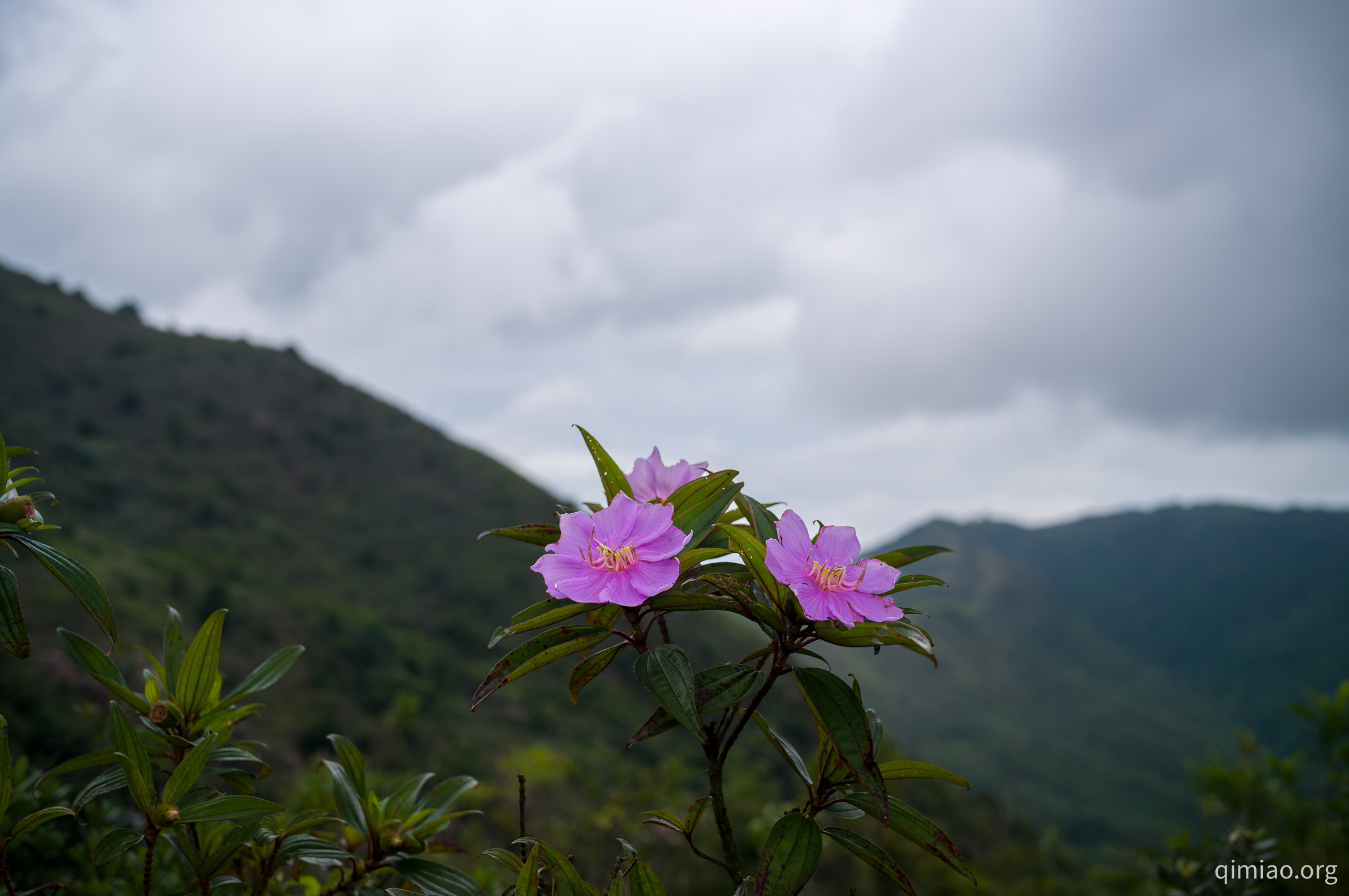 香港大屿山上绽放的毛菍