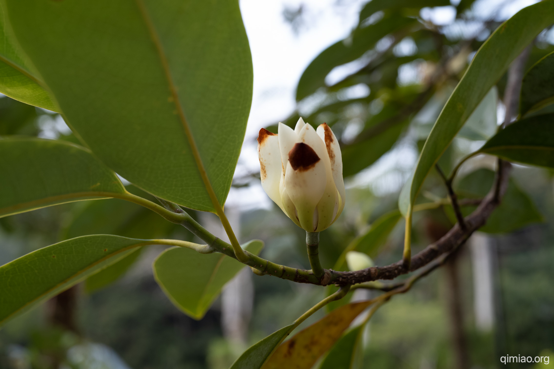 花朵开放在1月