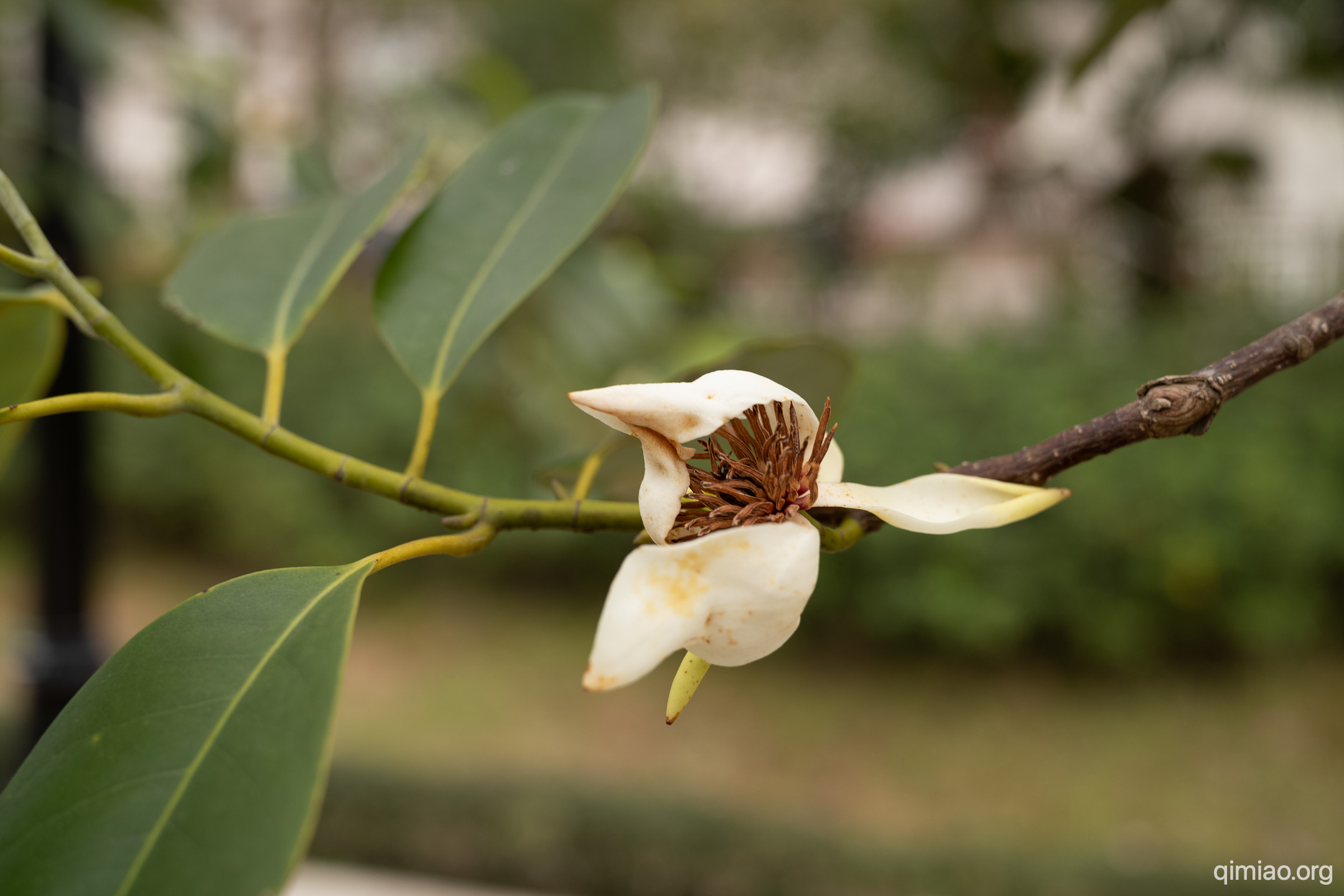 这种花蕊, 在白玉兰上也差不多