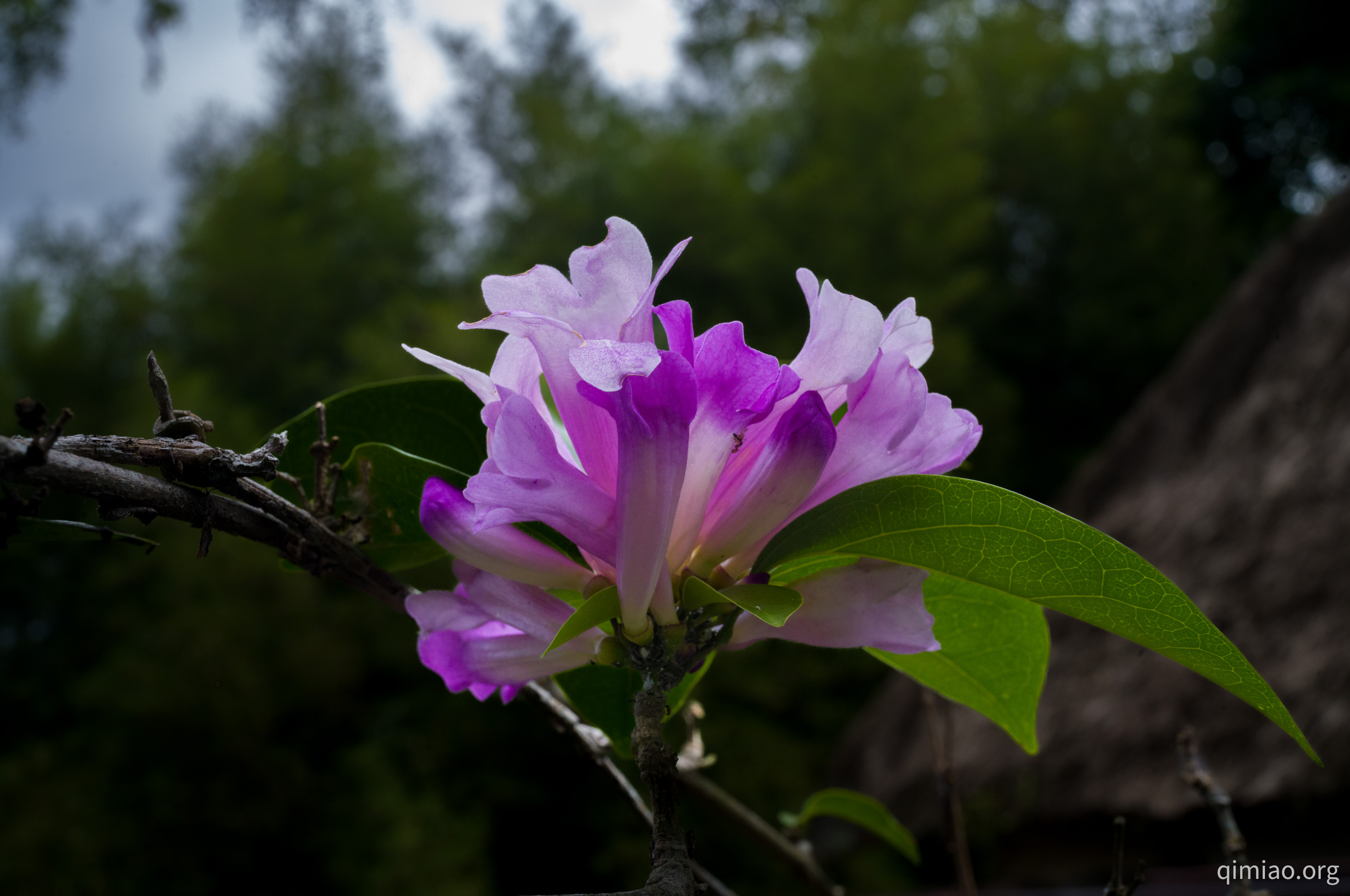 聚伞花序