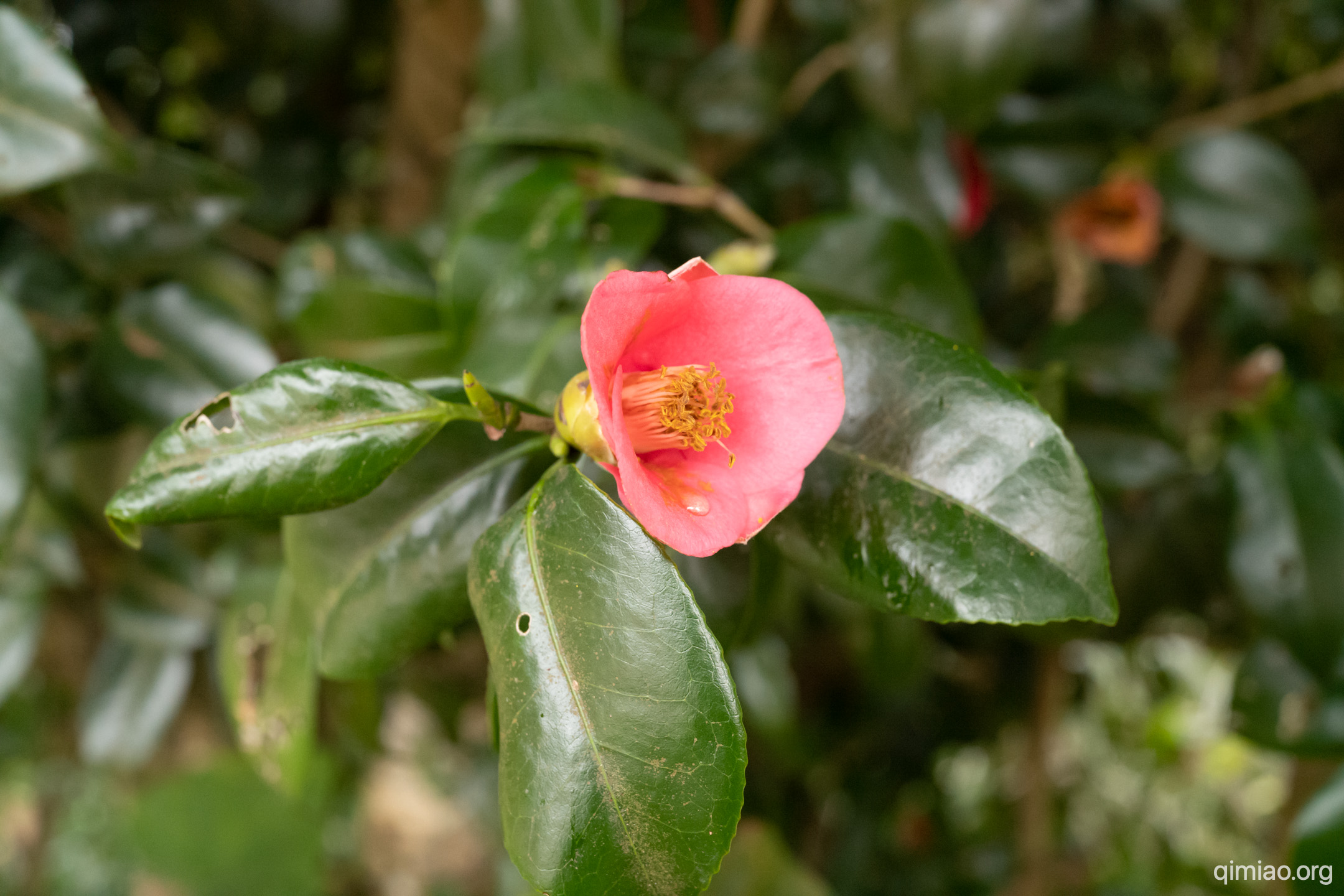 基本上,所有的山茶科植物开花都好看