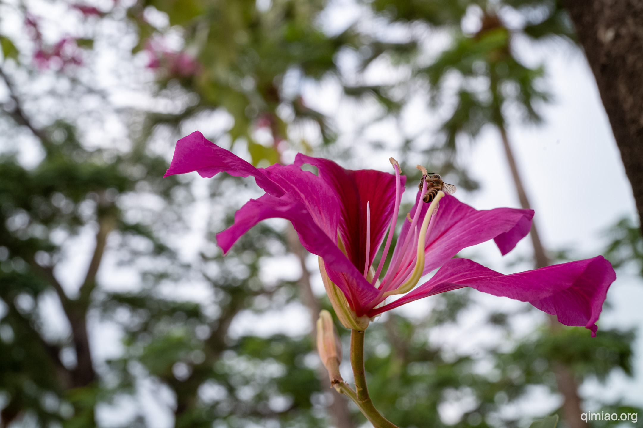 花瓣更窄 蜜蜂在雄蕊上工作