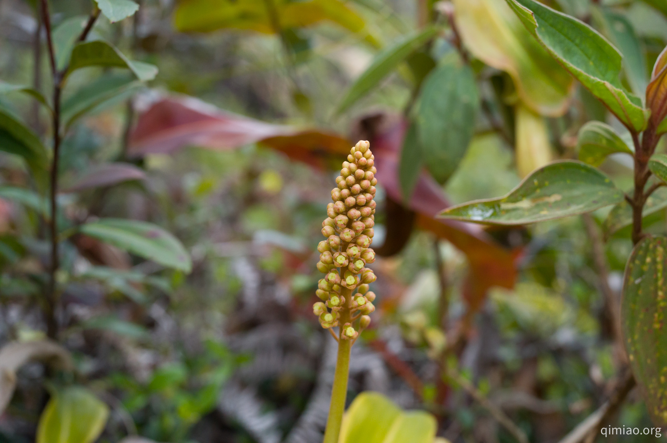 还没打开的花苞,总状花序