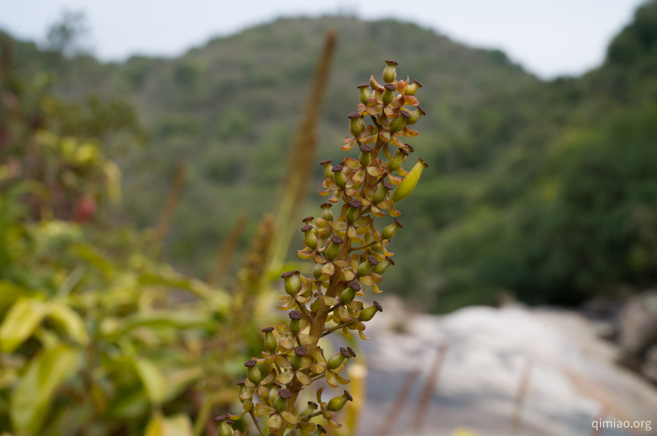 这是雌花,子房在酝酿下一代中